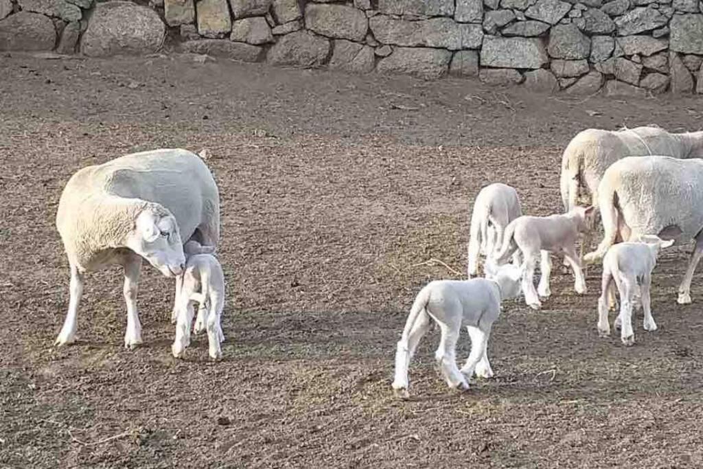 Maison typique de campagne au cœur de la nature . Sartène Extérieur photo